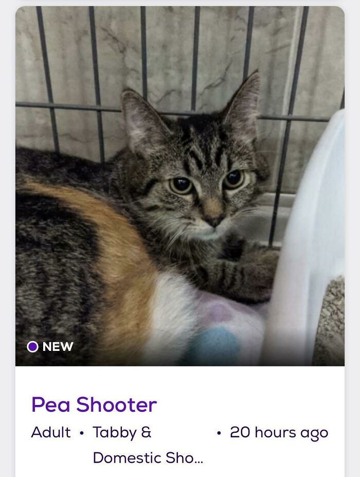 Tabby cat curled in a shelter cage next to litter box, pictured for pet names article