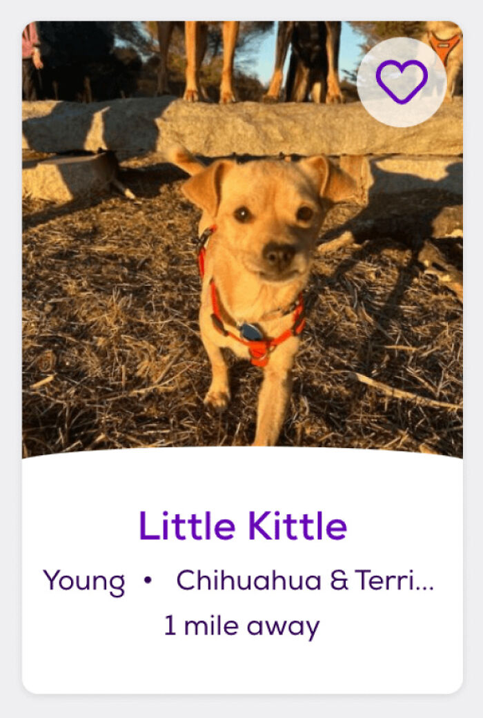 Tan Chihuahua mix in red harness standing on dry grass at sunset, pet names profile card showing Little Kittle.