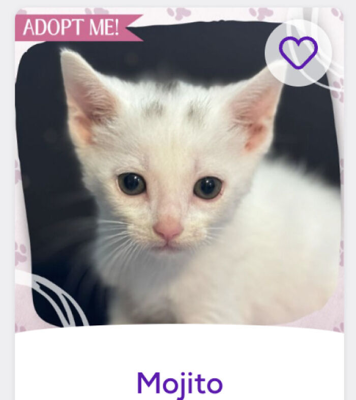 White kitten portrait for pet names feature, named Mojito on an adopt-me card with big eyes and pink nose.