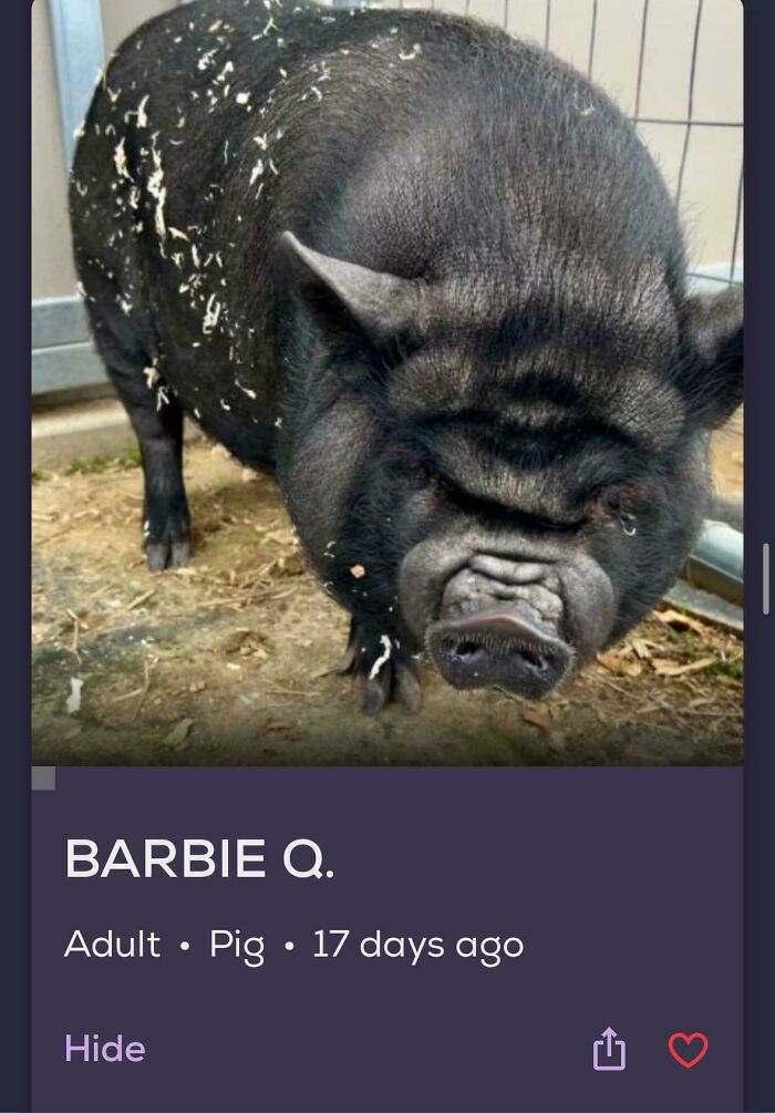 Wrinkled black potbellied pig in a pen with name Barbie Q shown, image for pet names feature