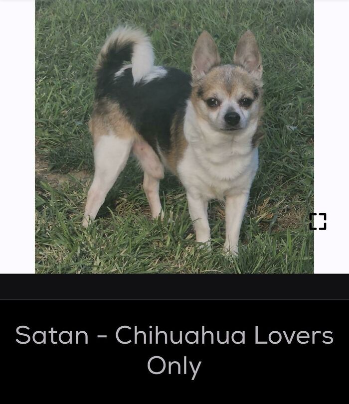 Tricolor chihuahua standing on grass with caption Satan, example of unhinged pet names