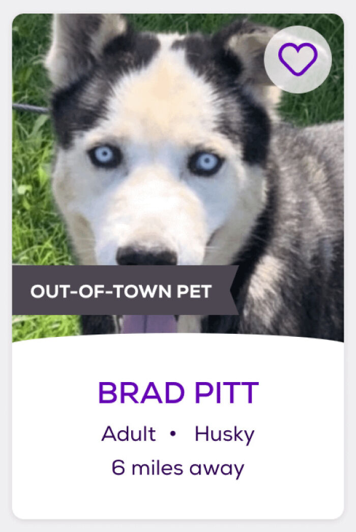 Husky with icy blue eyes on adoption card labeled Out-of-town pet, named Brad Pitt, example of funny pet names