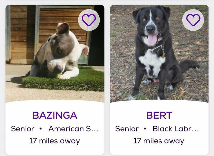 Two dog adoption cards showing senior dogs named Bazinga and Bert, thumbnails and pet names displayed