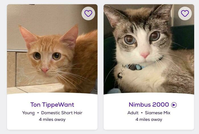 Two cat adoption cards side-by-side showing orange kitten and Siamese mix, showcasing quirky pet names.