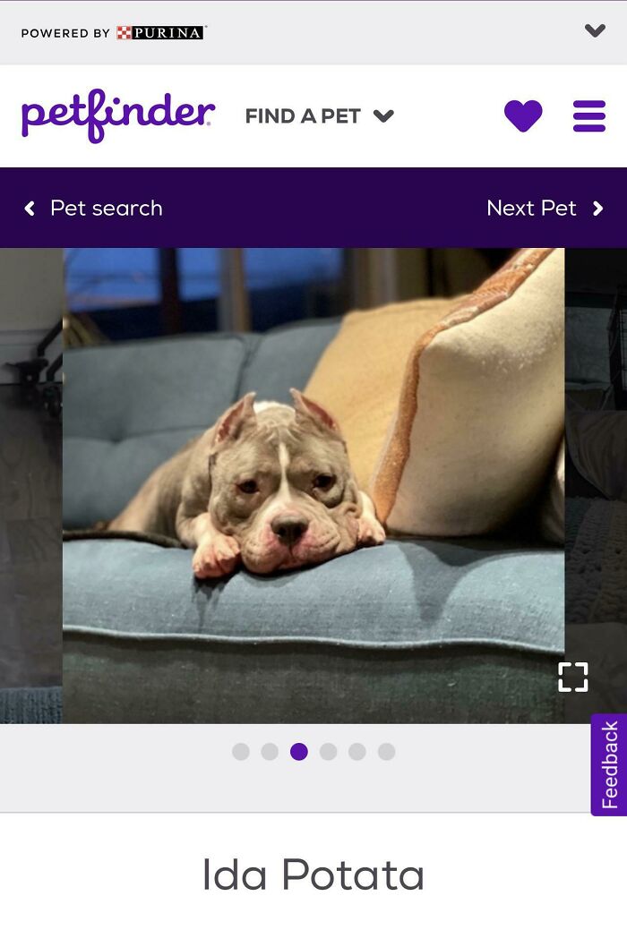 Bulldog mix lying on blue couch with pillow, portrait for amusing pet names feature