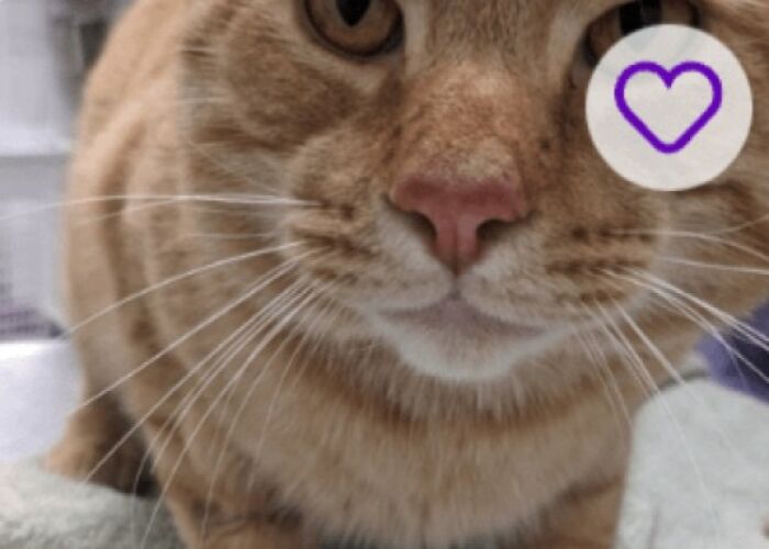 Close-up orange tabby cat with purple heart icon, playful expression, perfect for pet names list