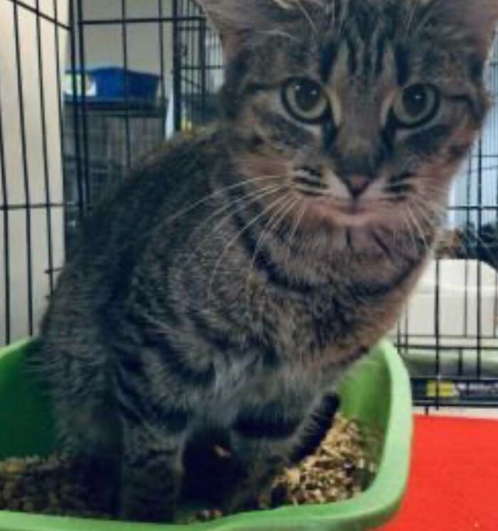 Tabby cat sitting in a green litter box inside a cage, cute image for pet names ideas