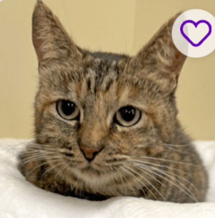 Tabby cat resting on a white blanket with a heart icon, playful expression, pet names