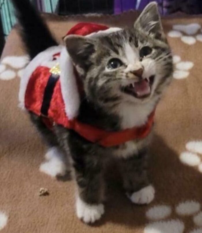 Tabby kitten in Santa outfit meowing on paw-print blanket, playful pet names inspiration