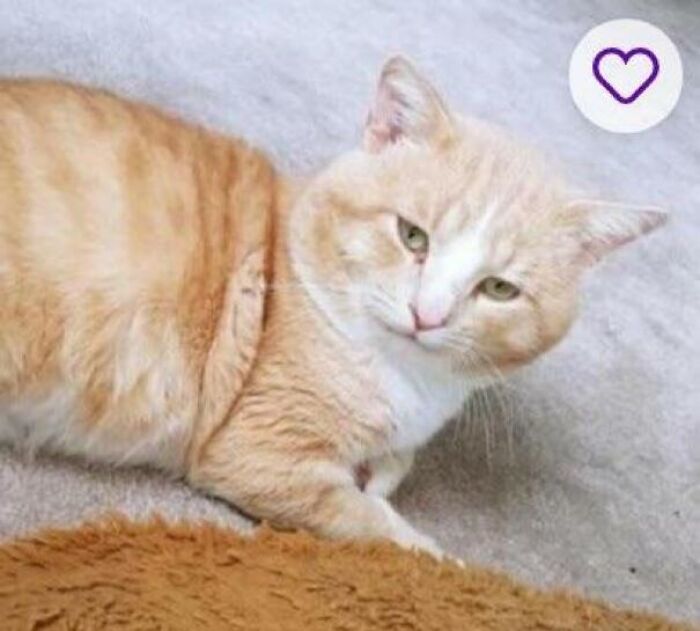 Orange and white cat lounging on carpet with curious look, cozy scene for pet names ideas