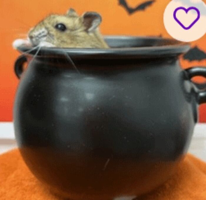 Small rodent peeking from black cauldron on orange background with bats, playful Halloween pet names inspiration