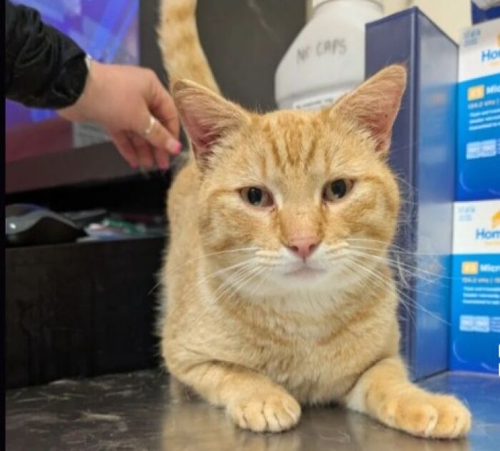 Orange tabby cat on a counter being petted, retail boxes in background — cute pet names idea.