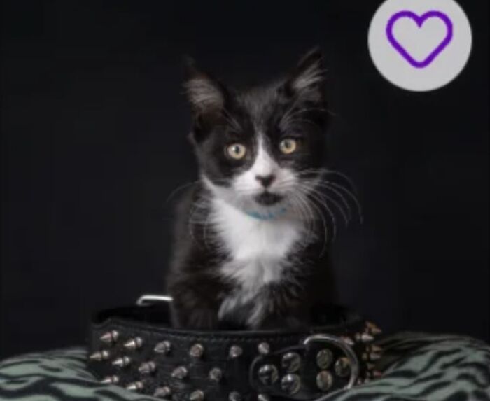 Tuxedo kitten sitting inside a studded collar on a dark background, playful pet names idea