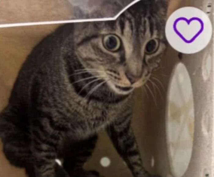 Tabby cat peeking from cardboard box with wide eyes and heart icon, playful image for pet names list