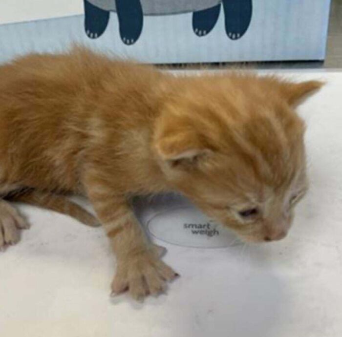 Small orange kitten on a white scale, tiny ginger cat exploring, Cooked Chat pet name theme