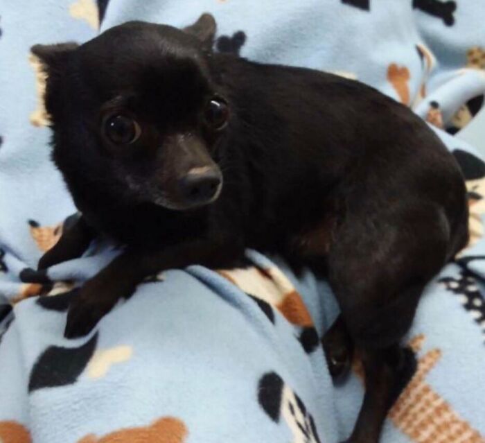 Small black chihuahua on patterned blue blanket, wide-eyed and cozy, perfect for quirky pet names