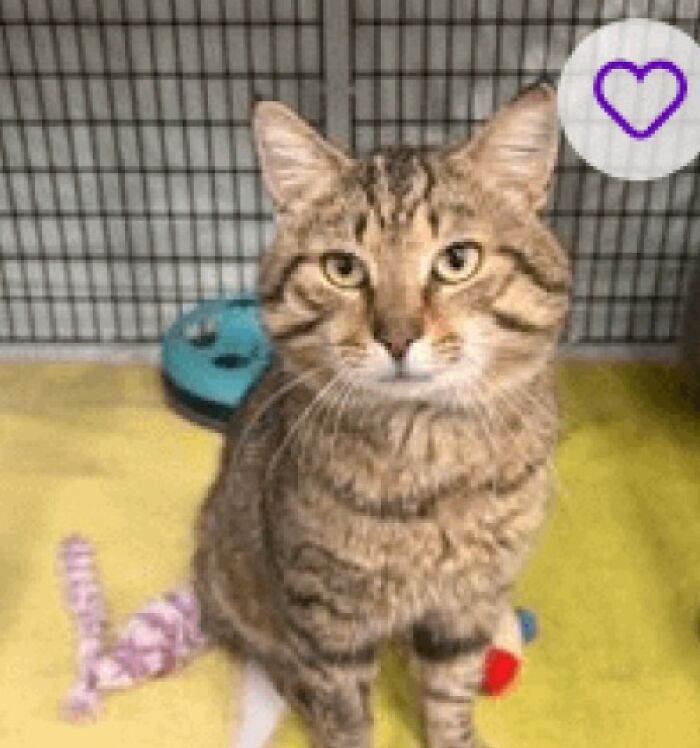 Brown tabby cat with toys on yellow blanket, looking at camera, used for pet names article
