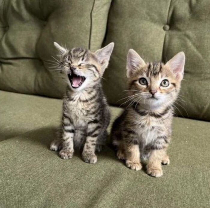 Two tabby kittens on a green couch, one meowing and one alert, playful companions for pet names feature