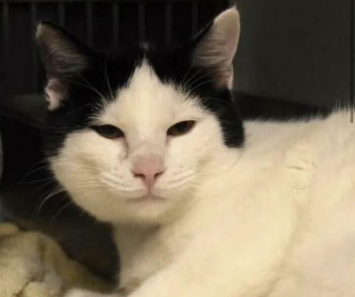 Smug black and white cat lounging with half-closed eyes, playful photo for quirky pet names ideas