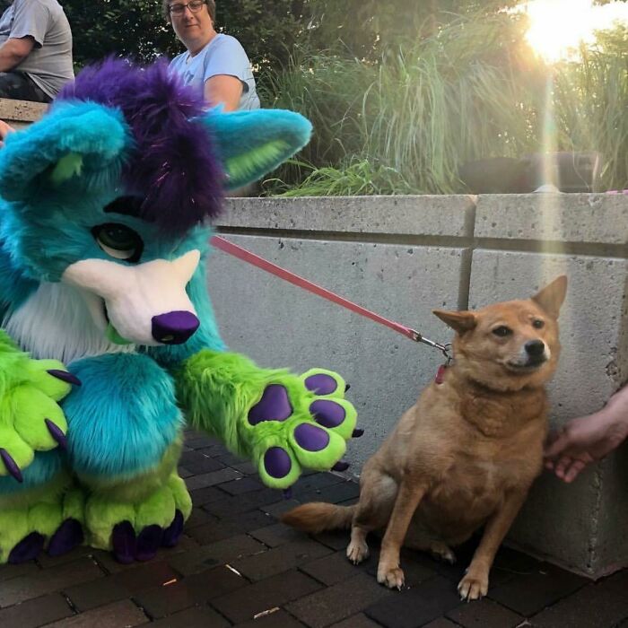 Person in colorful furry costume crouching near a dog with a confused expression in an outdoor setting.