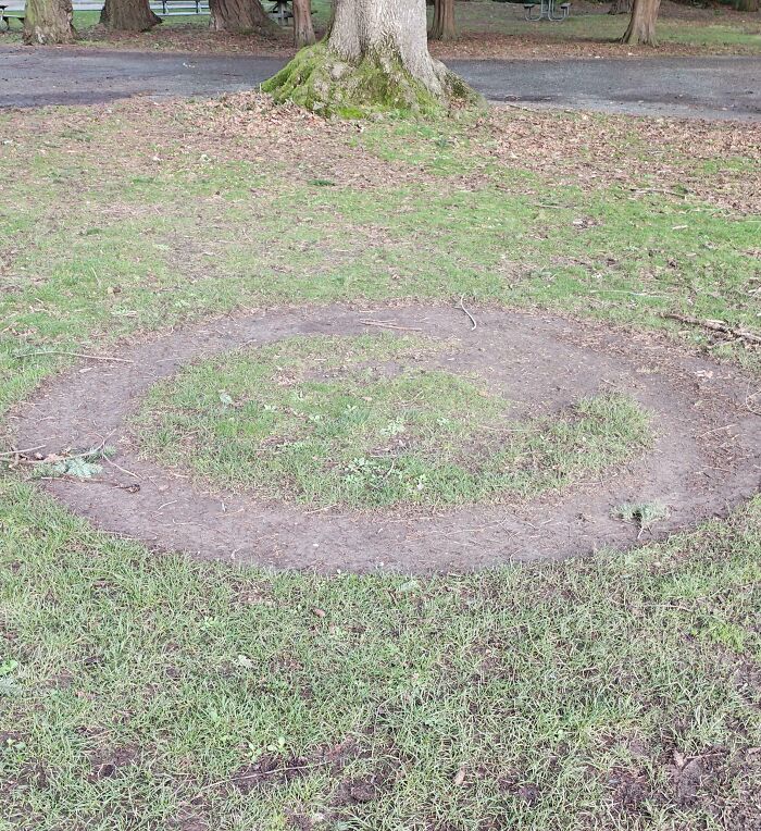 Circular desire path worn in grass near tree in a park, illustrating how people walk in reality versus city planning.