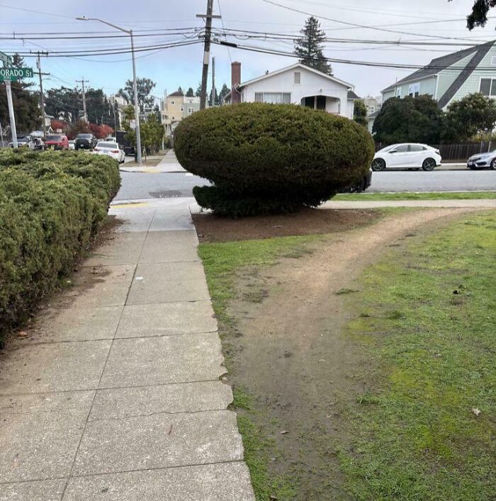 Desire paths showing how city planning differs from actual pedestrian walking behavior near a sidewalk and bushes.