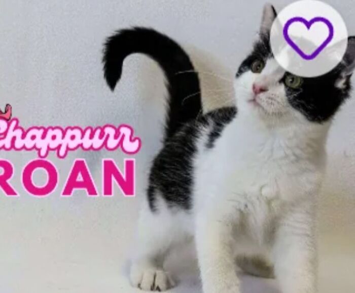 Black and white kitten looking up with Chappurr Roan overlay and heart icon, pet names example