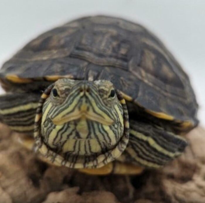 Close-up of a young striped turtle on a log, playful pet names inspiration