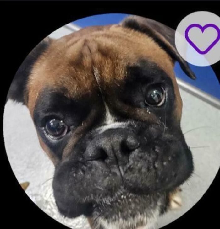 Close-up boxer dog adoption profile card labeled George Foreman, adult boxer 3 miles away, pet names inspiration