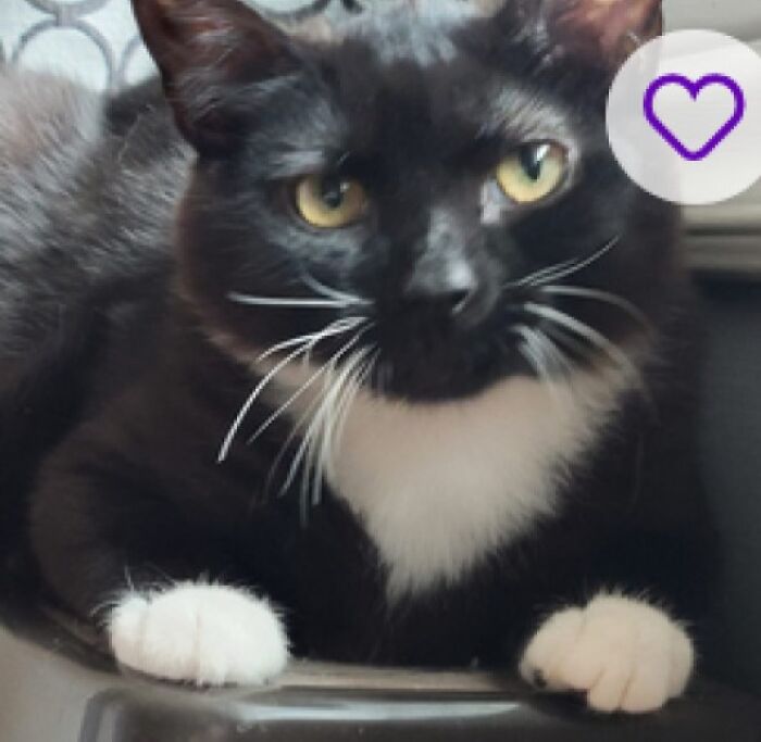 Tuxedo cat with white paws and chest lounging on a ledge, looking at camera, pet names