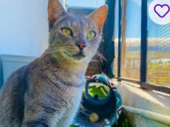 Gray American Shorthair cat on balcony with toy and adoption card labeled Cat GPT, pet names inspiration