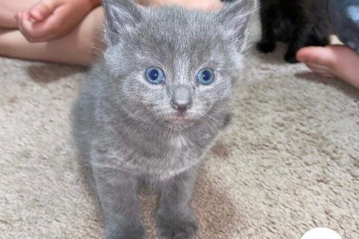 Gray kitten with blue eyes on carpet, adoption listing photo illustrating pet names