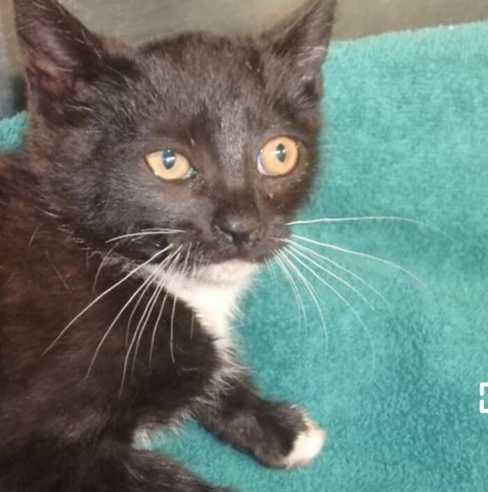 Black and white kitten on teal blanket in a Petfinder listing, example of pet names