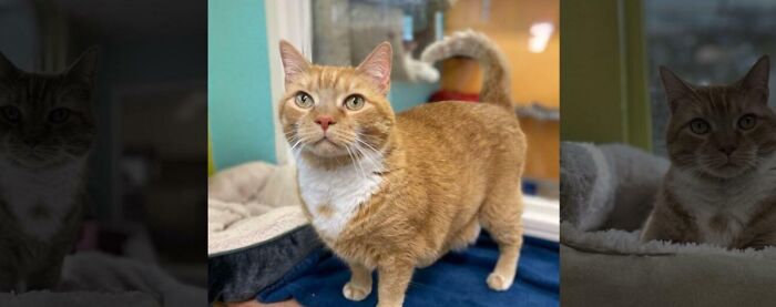 Orange tabby cat Cheddar Meatloaf on shelter shelf, playful pose, Cooked Chat pet names feature