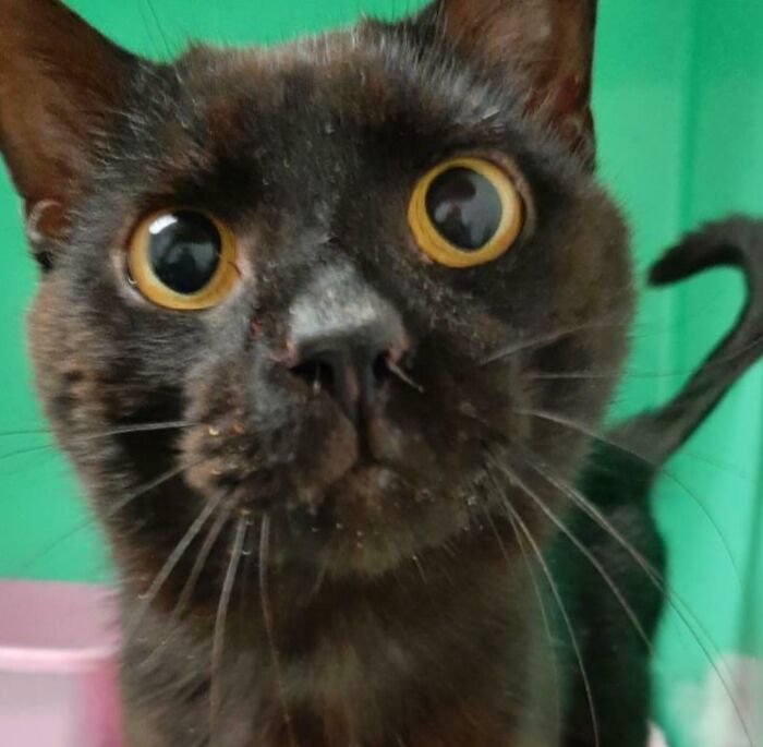 Close-up of wide-eyed black cat in teal enclosure labeled Burnt Chicken, playful pet names