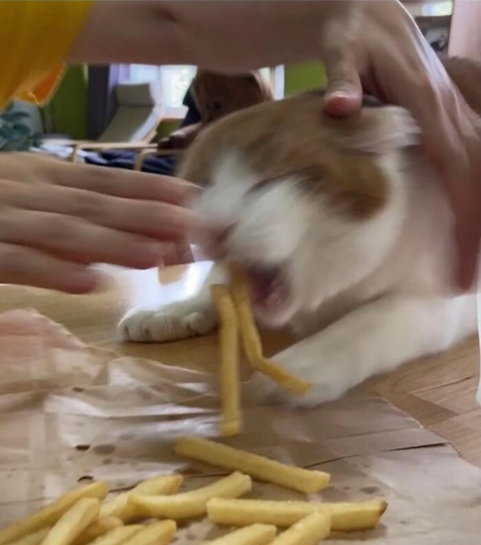 Blurry scrungy cat eating fries with hands gently holding it on table, capturing playful and messy moment.
