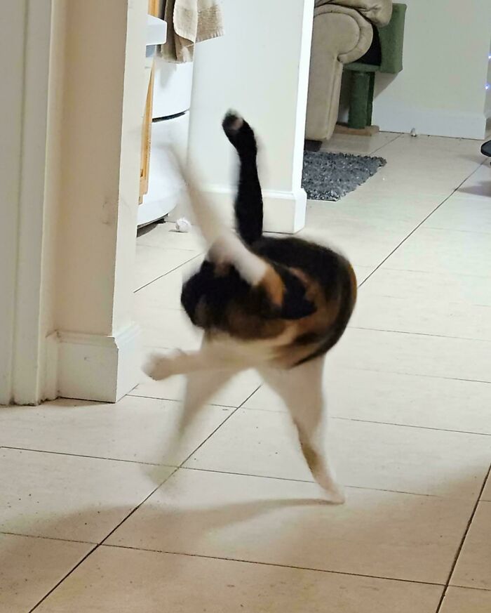 Blurry scrungy cat mid-jump on tiled floor indoors, capturing playful motion and lively pet energy.