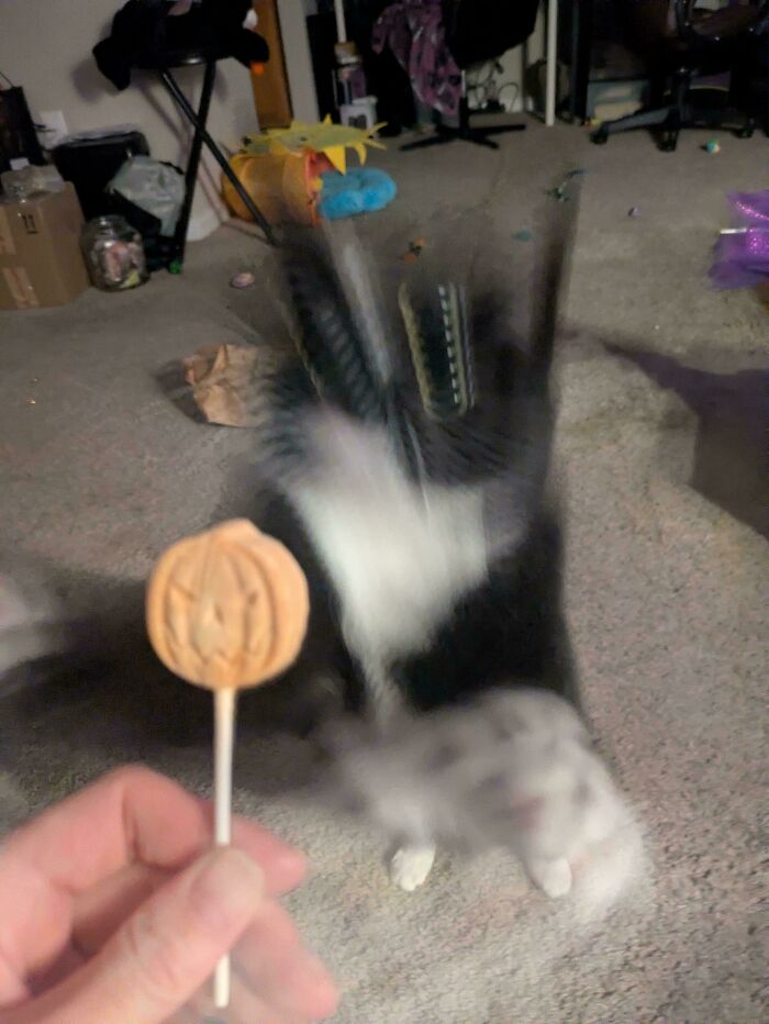 Blurry black and white cat pawing at a Halloween-themed lollipop in a living room setting.