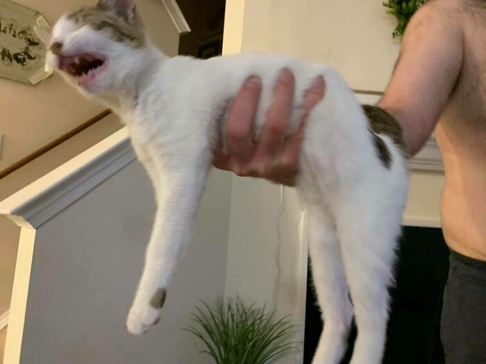 Blurry scrungy cat being held mid-air indoors, showcasing quirky and playful feline behavior as a serotonin booster.