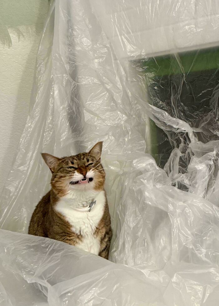 Tabby cat with a scrungy expression sitting among wrinkled clear plastic sheets, a serotonin booster cat pic.