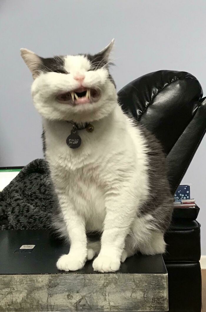 Scrungy cat with crooked fangs sitting on a table, showing a goofy expression in a blurry and scrungy cat pic.