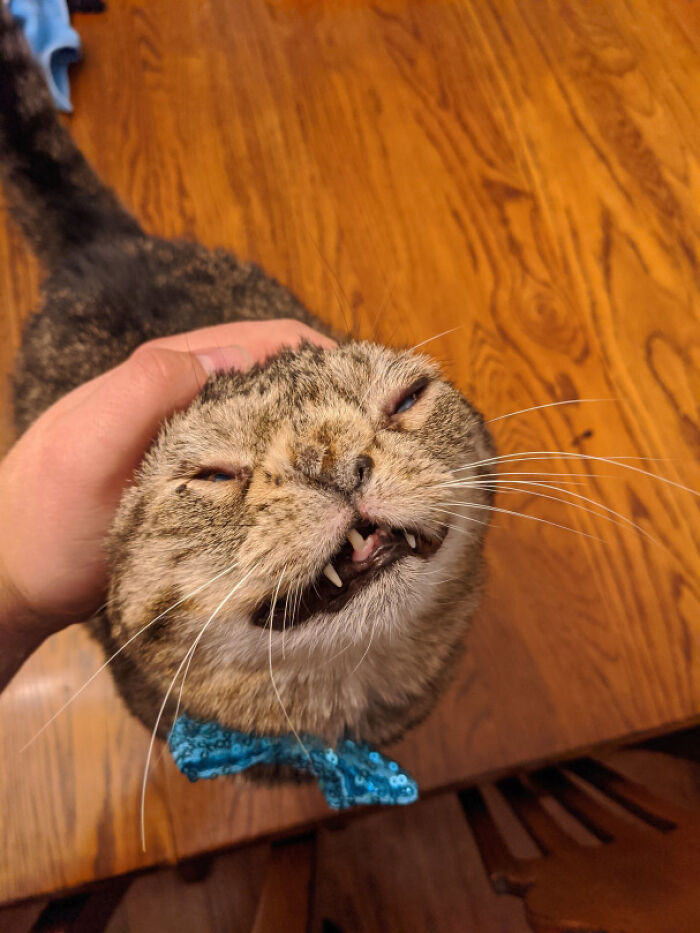 Close-up of a scrungy cat with a blue bow tie enjoying a head scratch, showcasing a blurry and adorable cat pic.