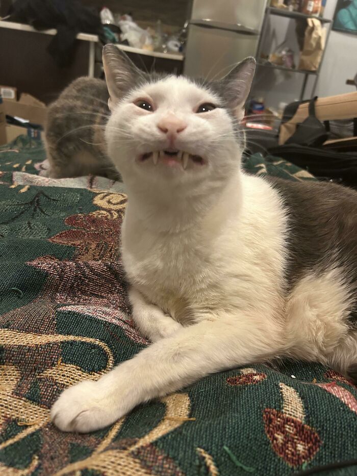 Scrungy white and gray cat with fangs resting on a patterned blanket, one blurry cat in the background indoors.