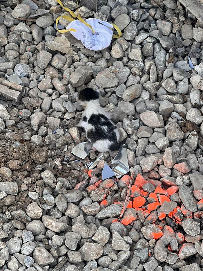 Blurry and scrungy black and white kitten lying among rocks and broken glass with scattered debris around.