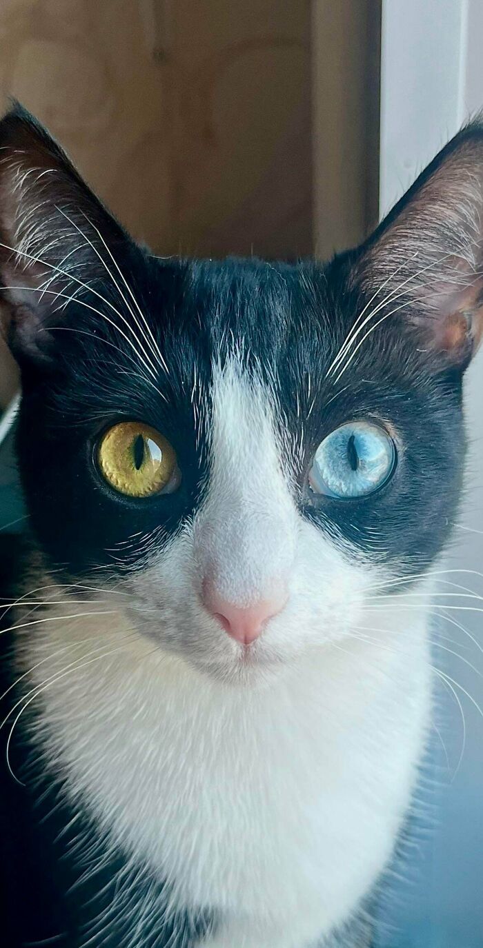 Close-up of a black and white cat with striking heterochromatic eyes, a perfect serotonin booster cat pic.