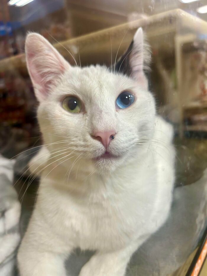 White cat with heterochromia looking through glass, a charming blurry and scrungy cat pic boosting serotonin.