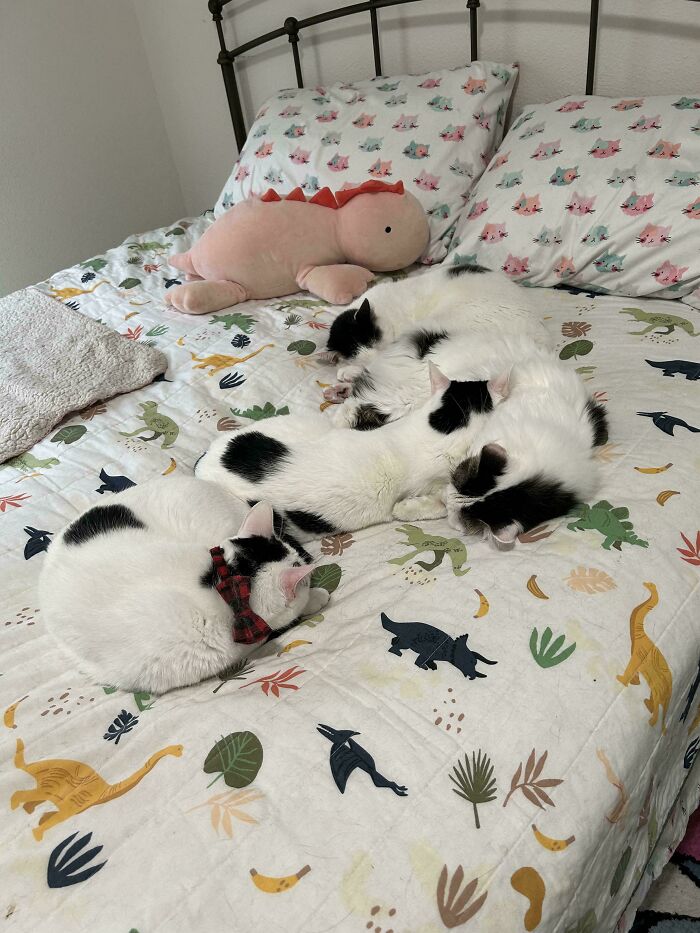 Four black and white cats sleeping closely together on a dinosaur-themed bedspread, a pink plush toy nearby.