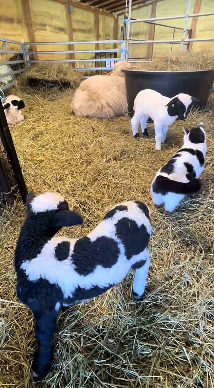 Black and white lambs and a cat in a barn with hay, resembling the color pattern of scrungy cat pics.