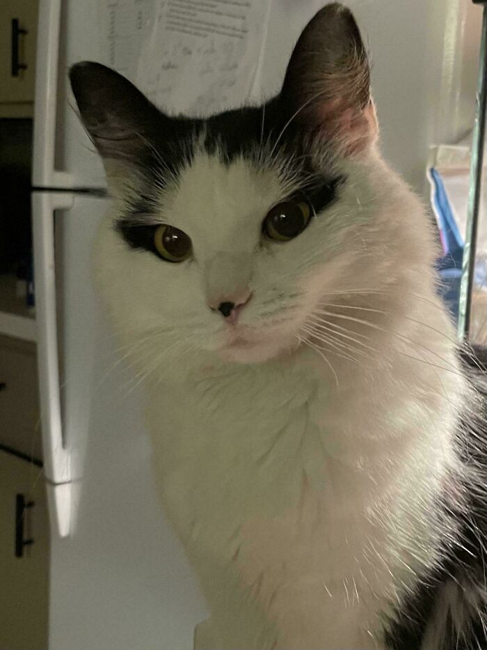 Black and white cat close-up with soft fur in an indoor setting, a cute scrungy cat pic that boosts serotonin.
