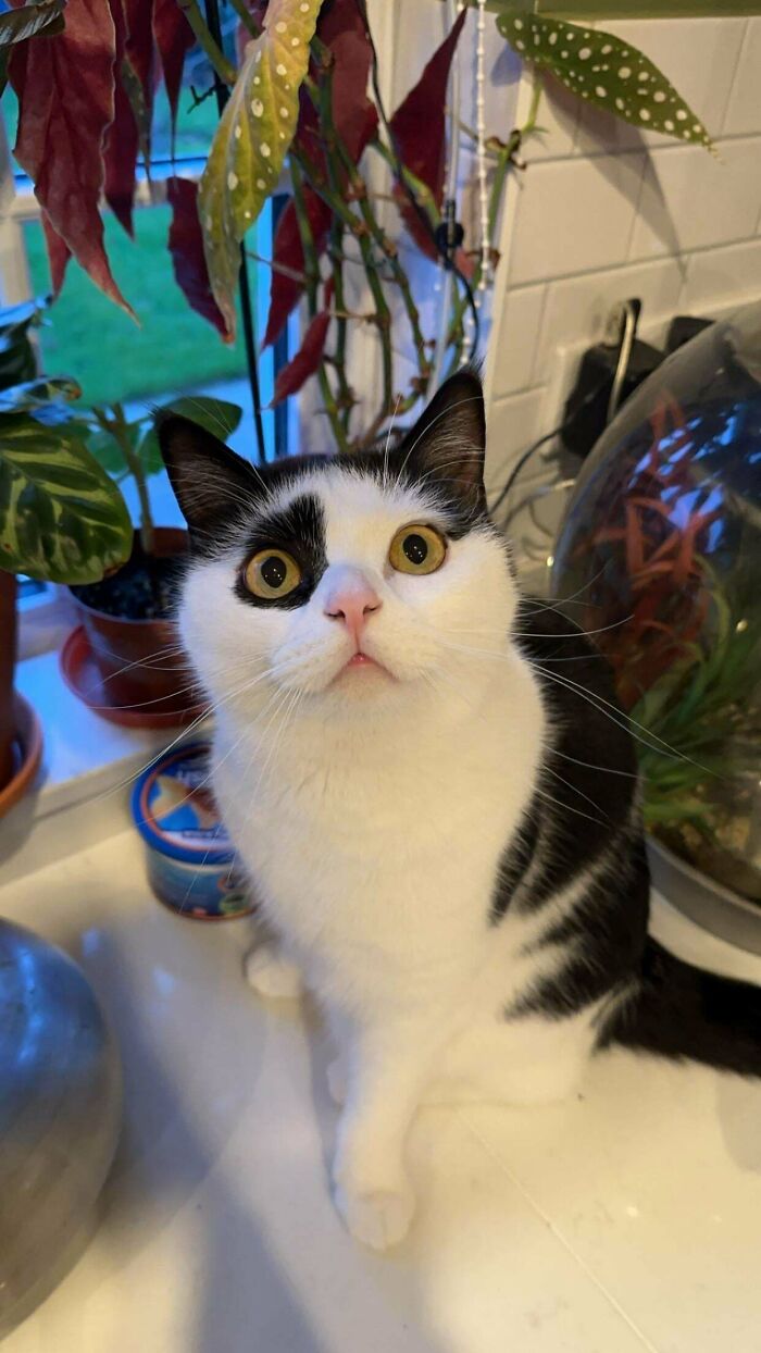 Black and white cat with wide eyes sitting among plants indoors, a cozy and cute blur style serotonin booster cat pic.